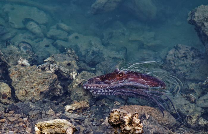 New Zealand octopus
